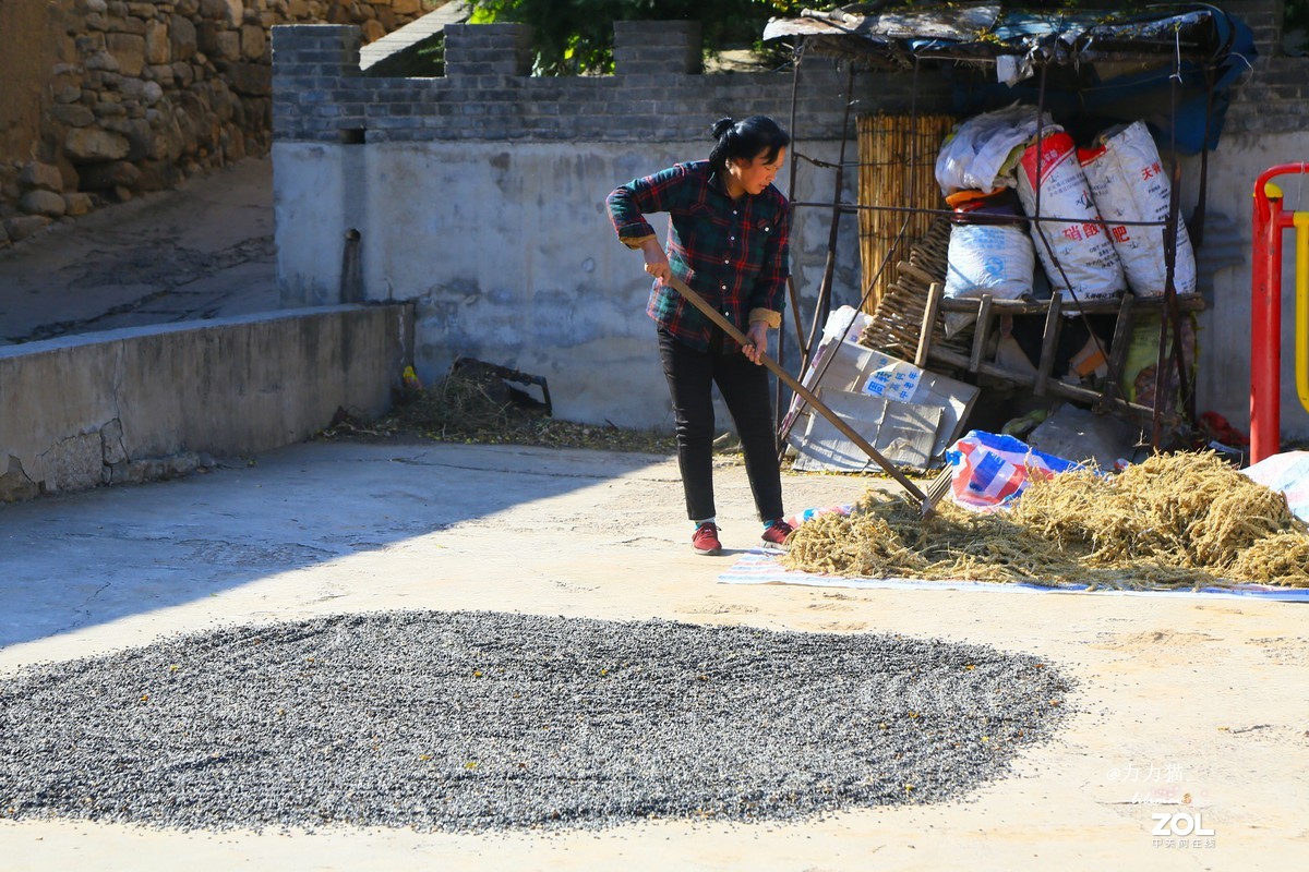山西秋树垣：远方与乡愁