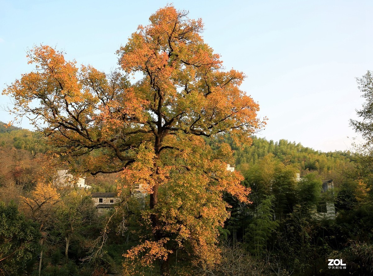 秋遇婺源
