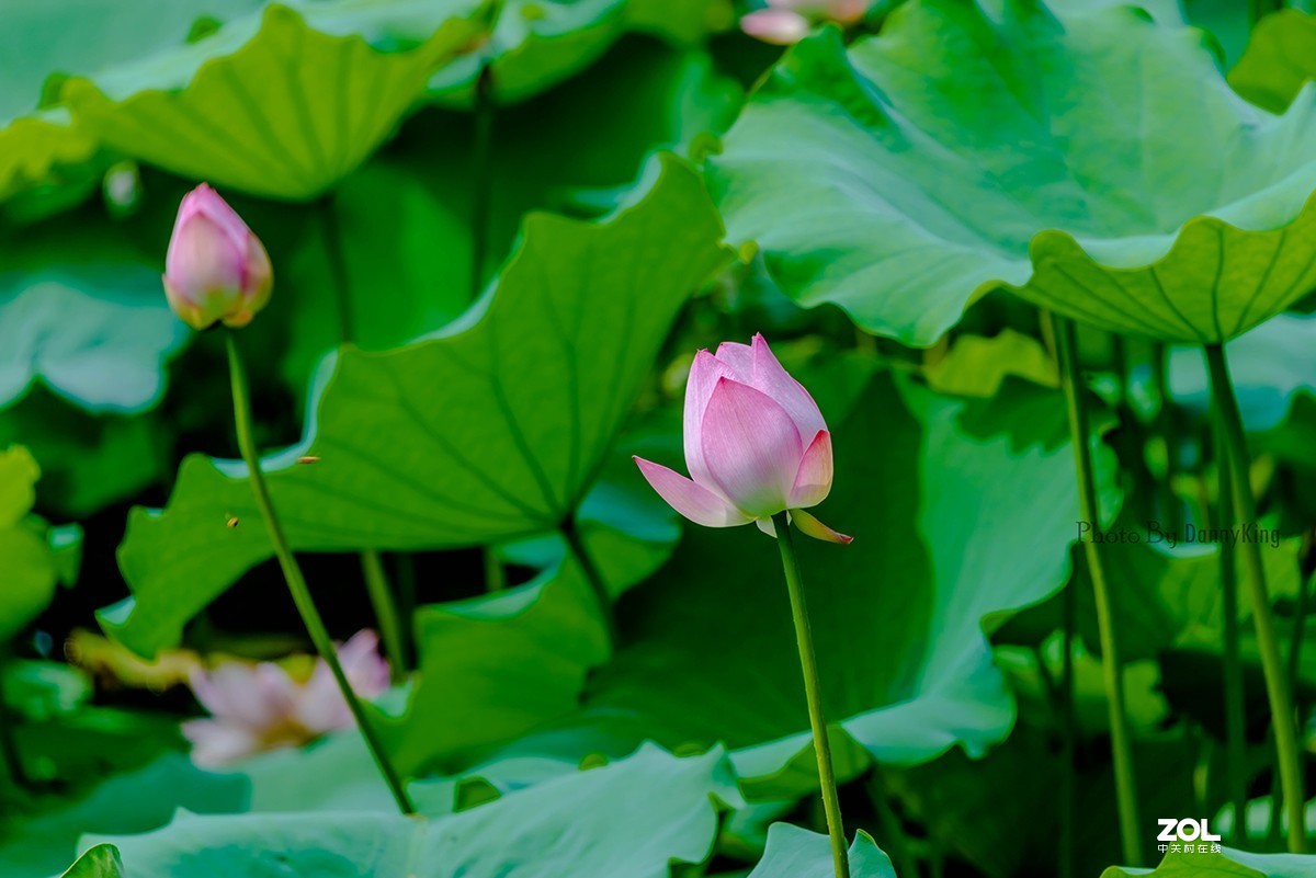 荷花季（1）