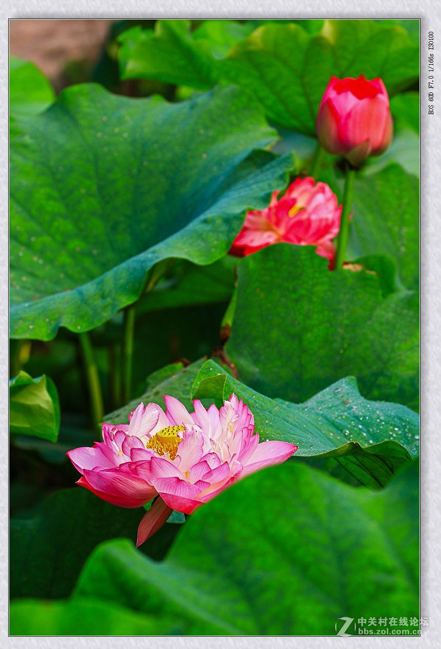 七月荷塘（续四）。