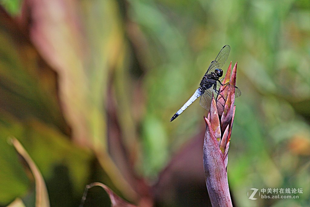 --------一组蜻蜓--------