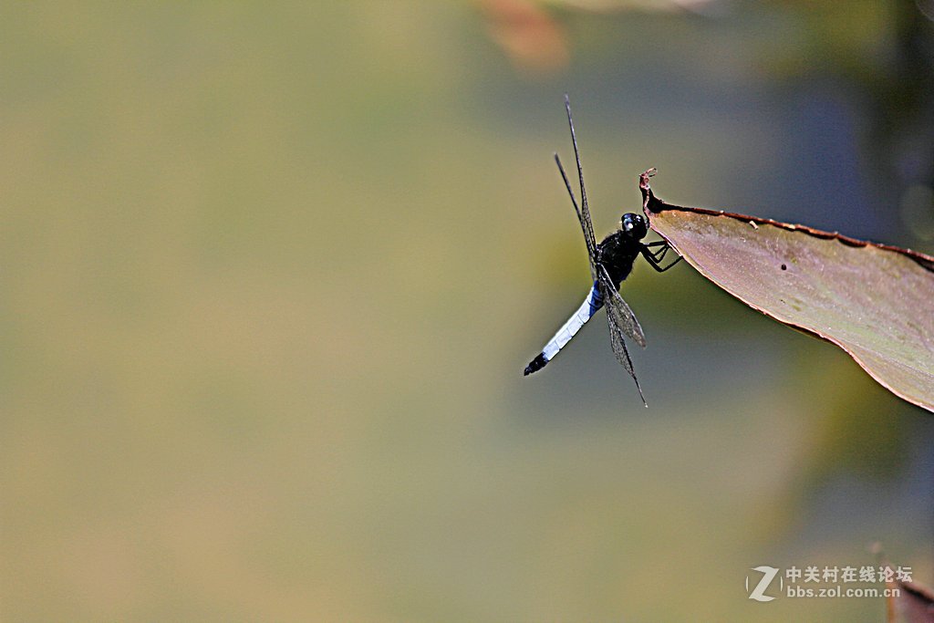 --------一组蜻蜓--------