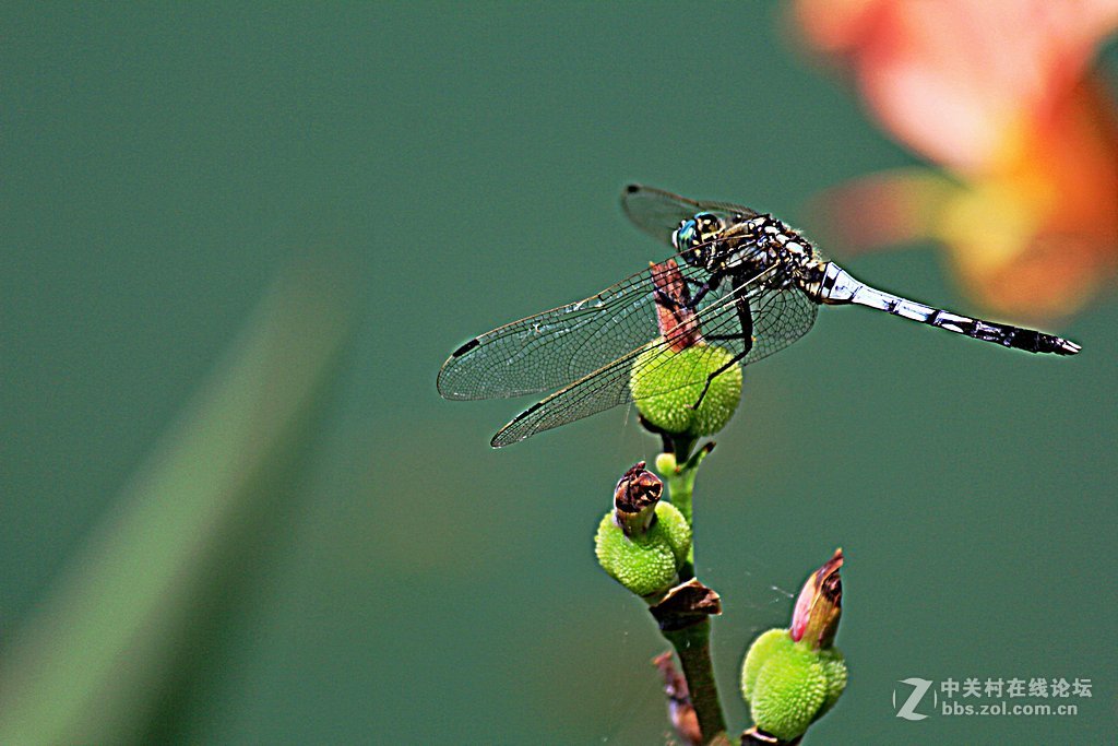 --------一组蜻蜓--------