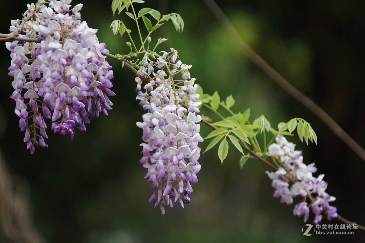 摄影论坛 地方俱乐部论坛 天津论坛 香气满园-藤花器