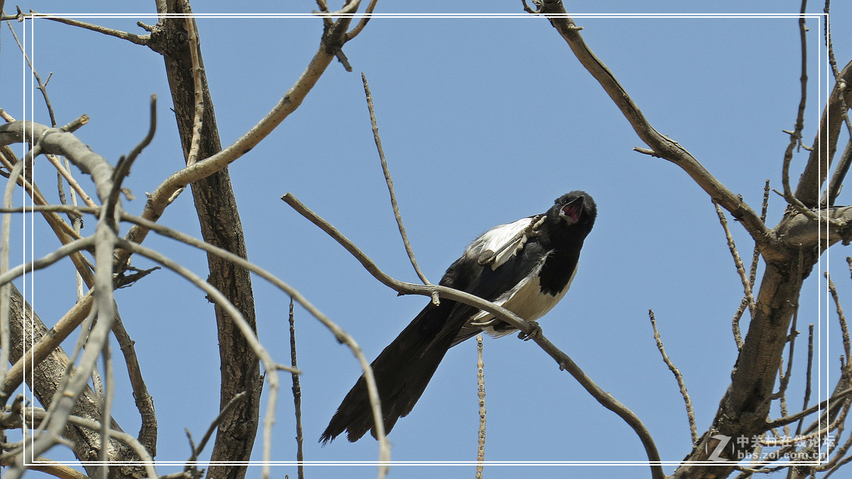 喜鹊 （2015年）