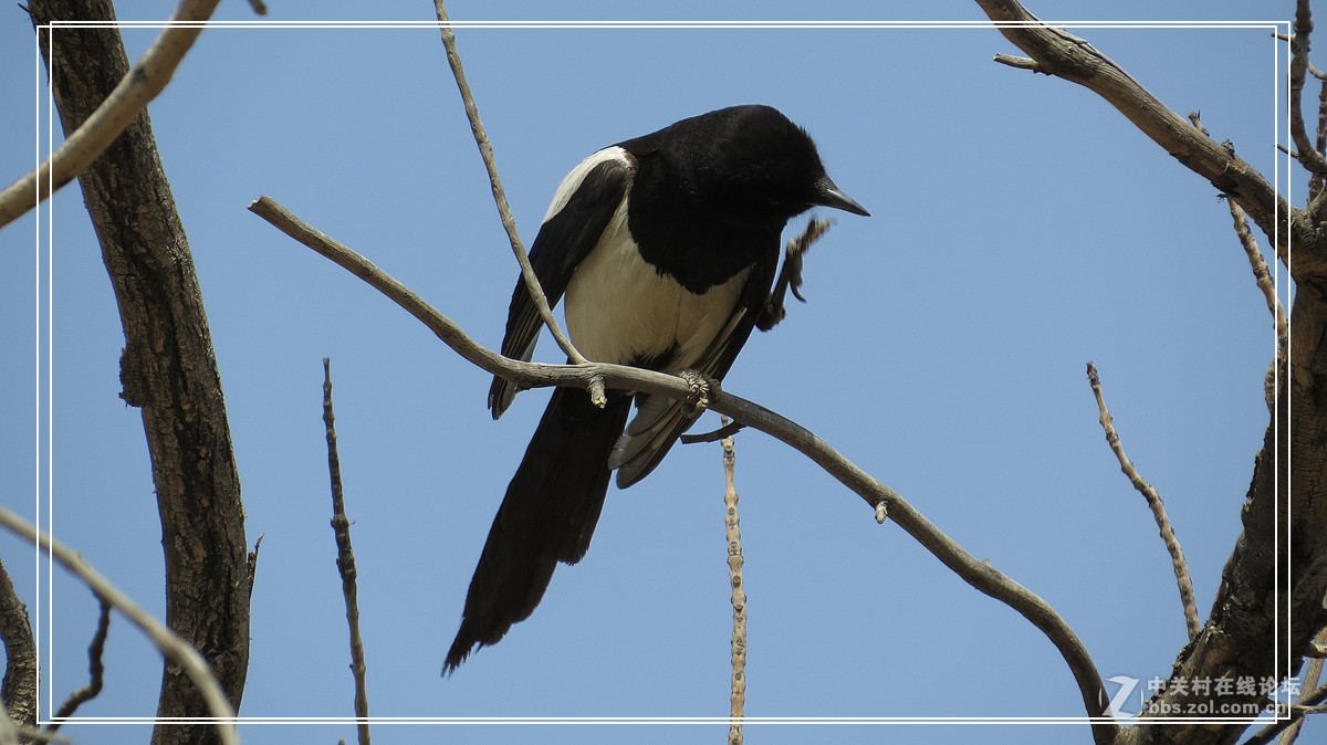 喜鹊 （2015年）