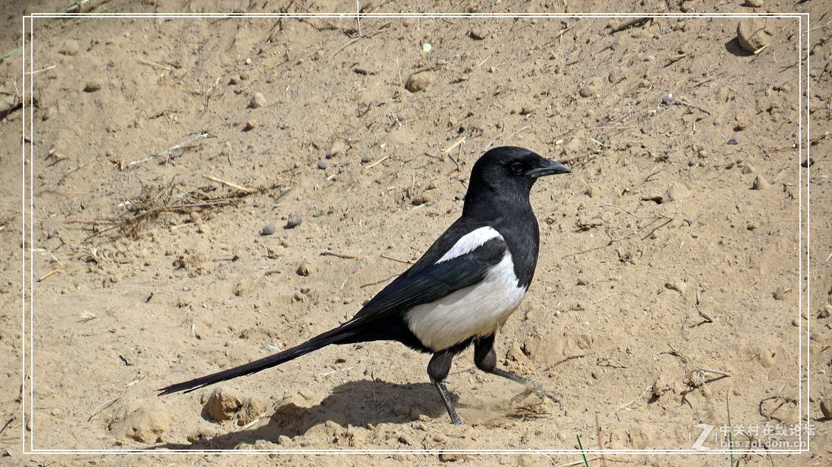 喜鹊 （2015年）