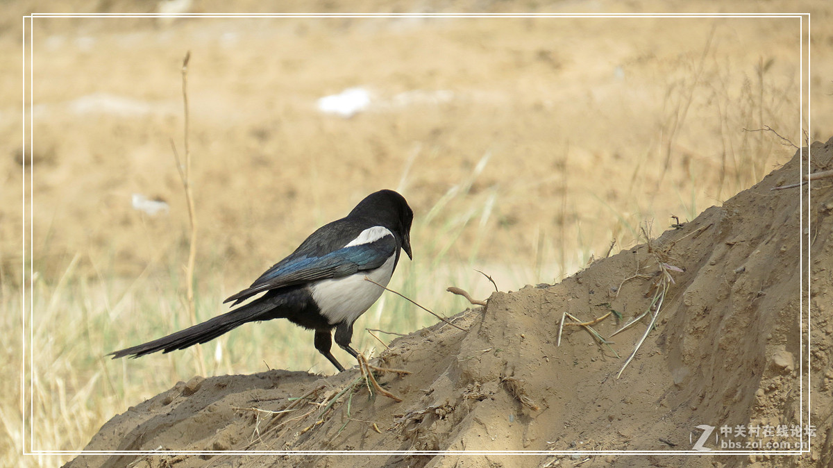 喜鹊 （2015年）