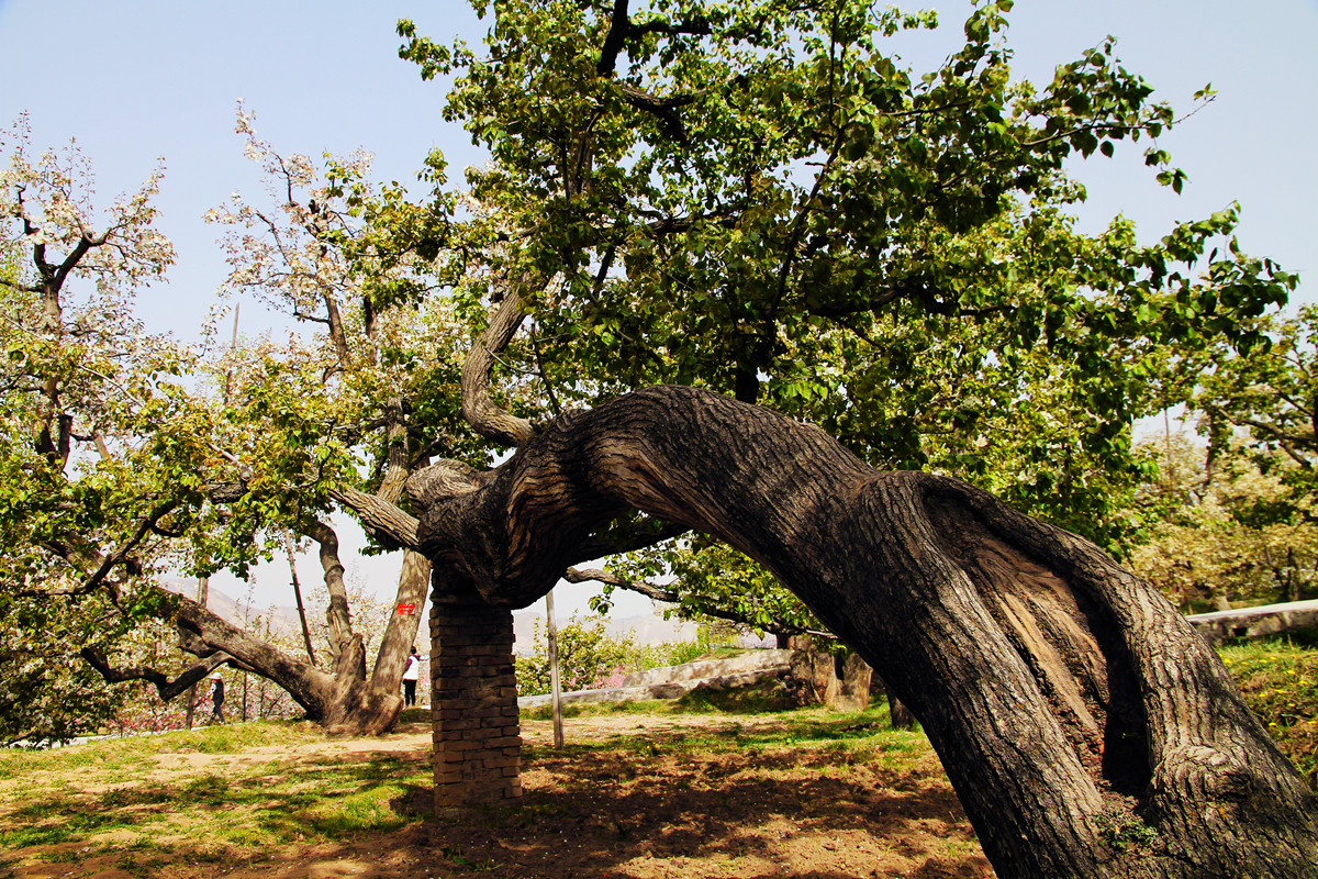 什川梨园百年老树3