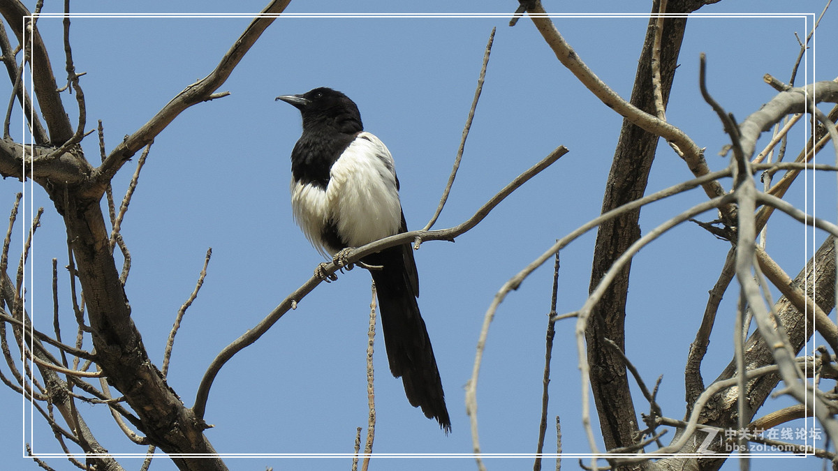 喜鹊 （2015年）