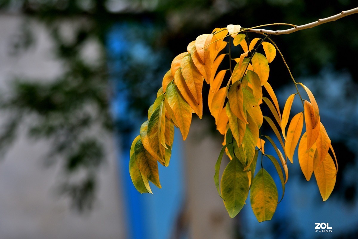 树叶变黄的过程图片图片