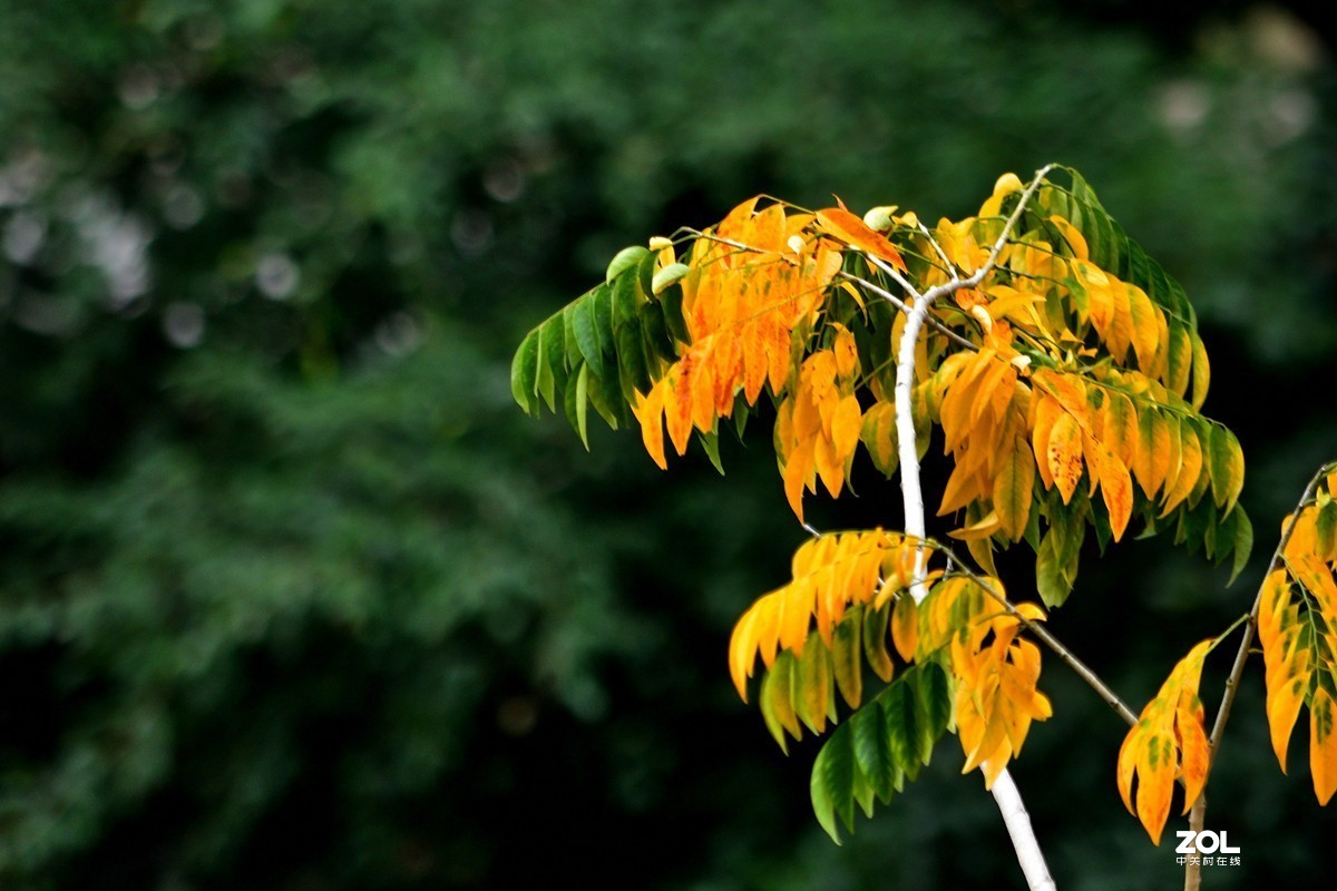 变黄色的黄花梨树叶