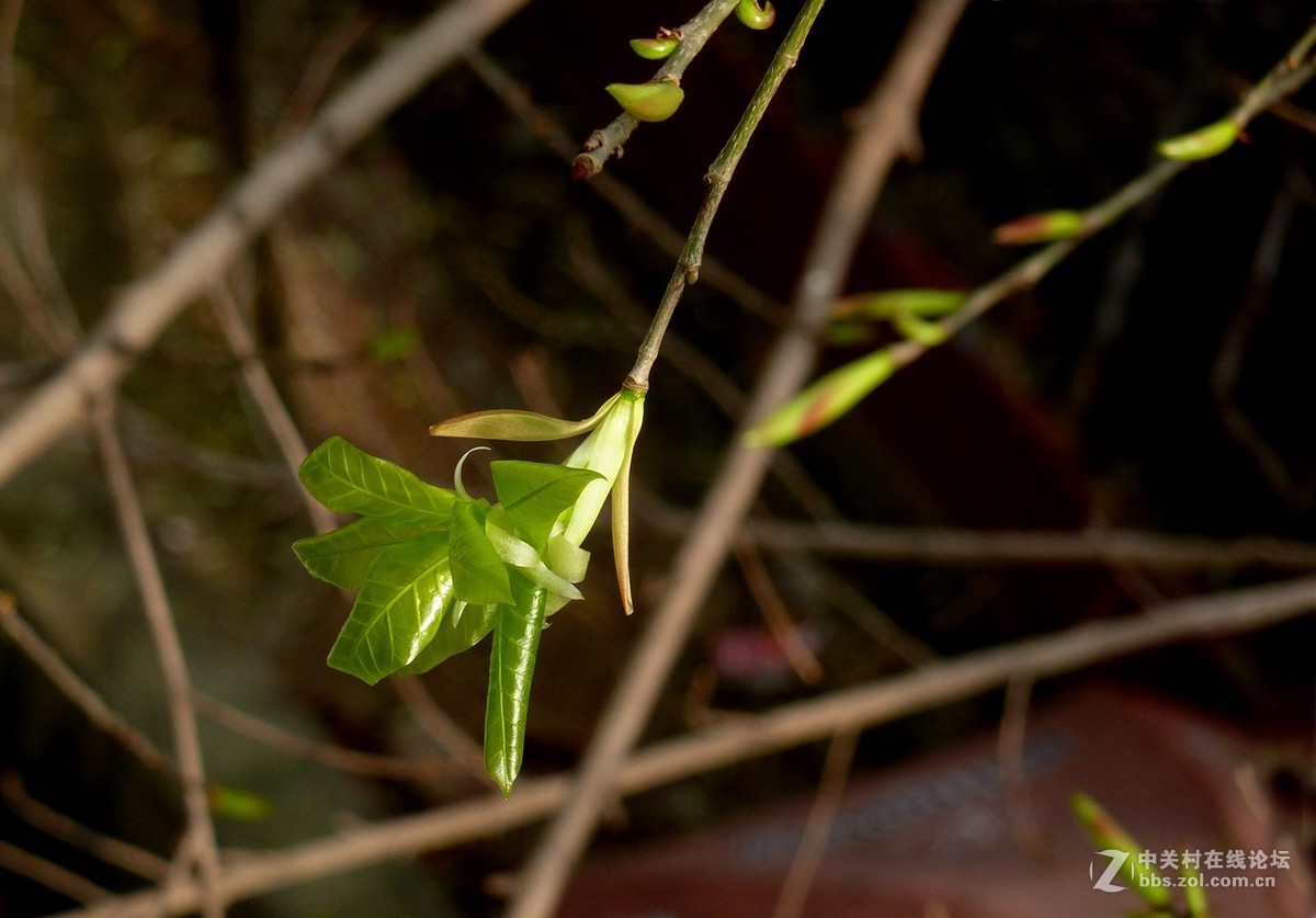 zs7退役专集一（春芽）