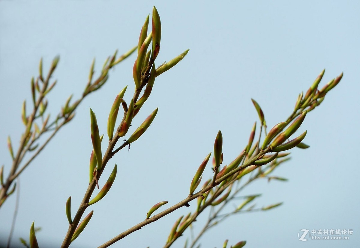 zs7退役专集一（春芽）