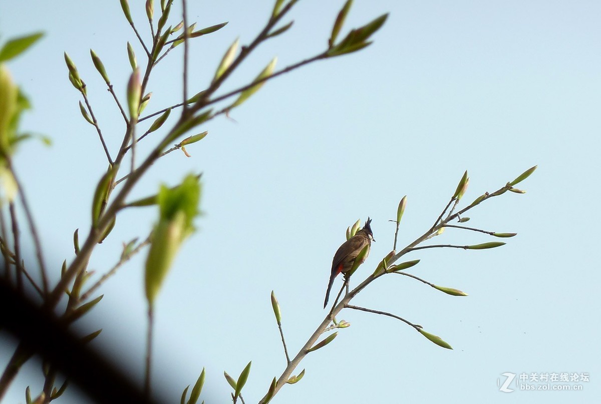 zs7退役专集一（春芽）