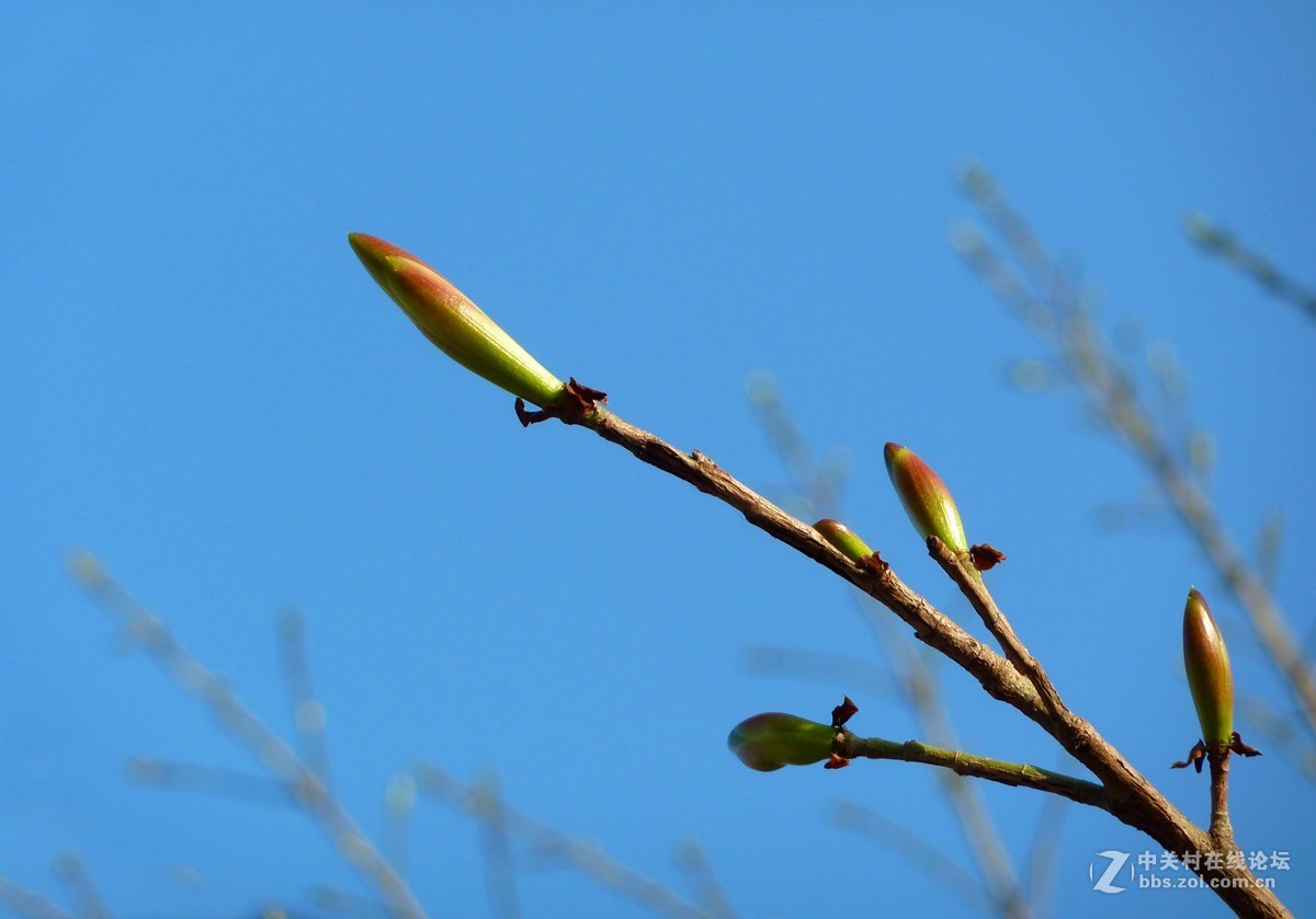 zs7退役专集一（春芽）