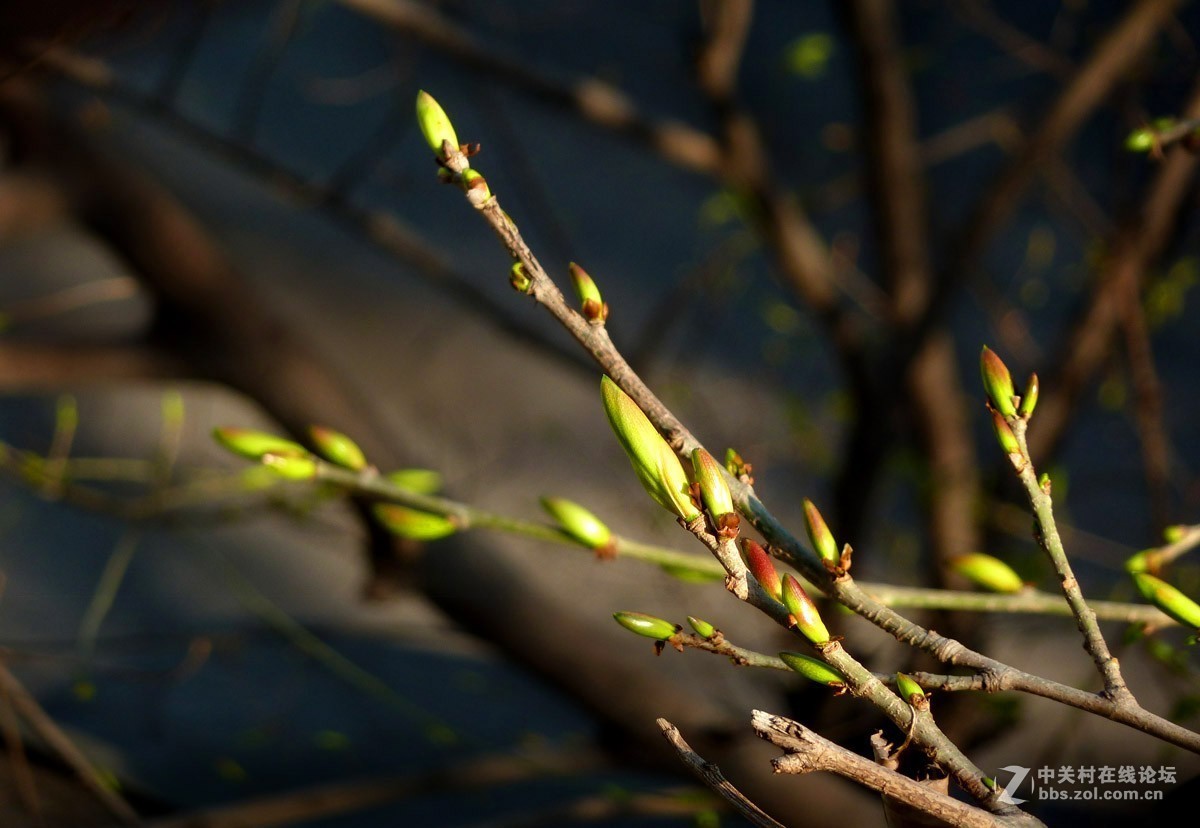 zs7退役专集一（春芽）