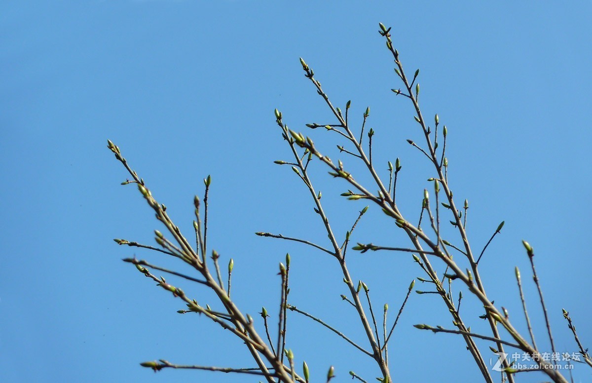 zs7退役专集一（春芽）