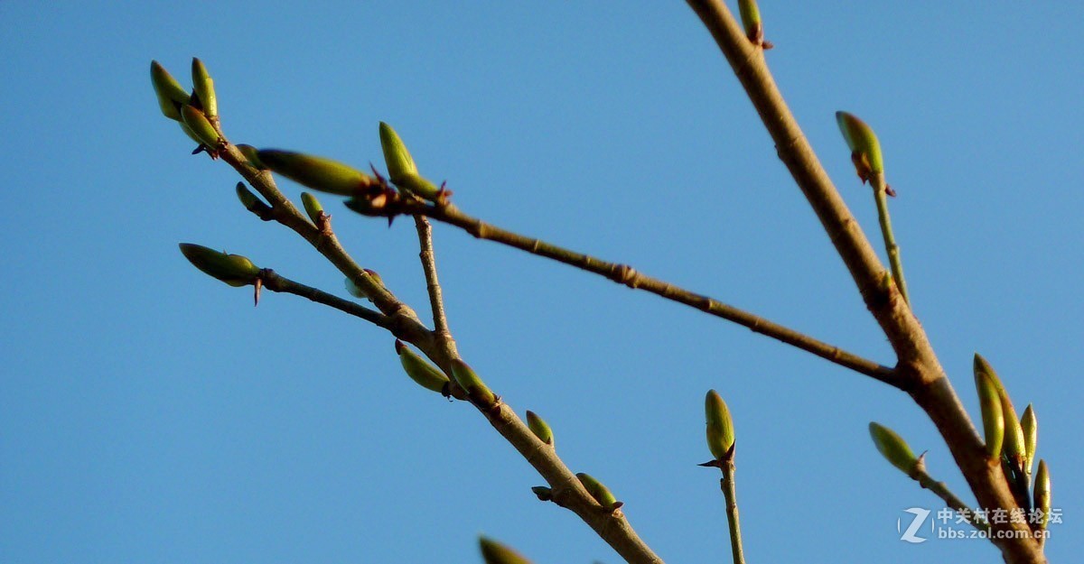 zs7退役专集一（春芽）