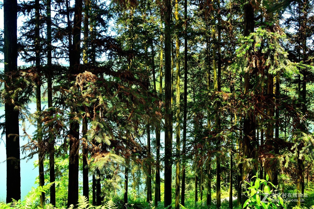 融安香杉种子园5