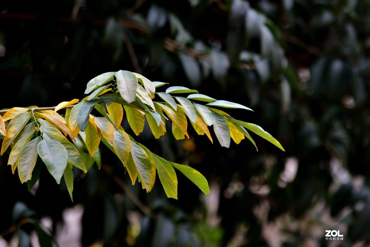 变黄色的黄花梨树叶