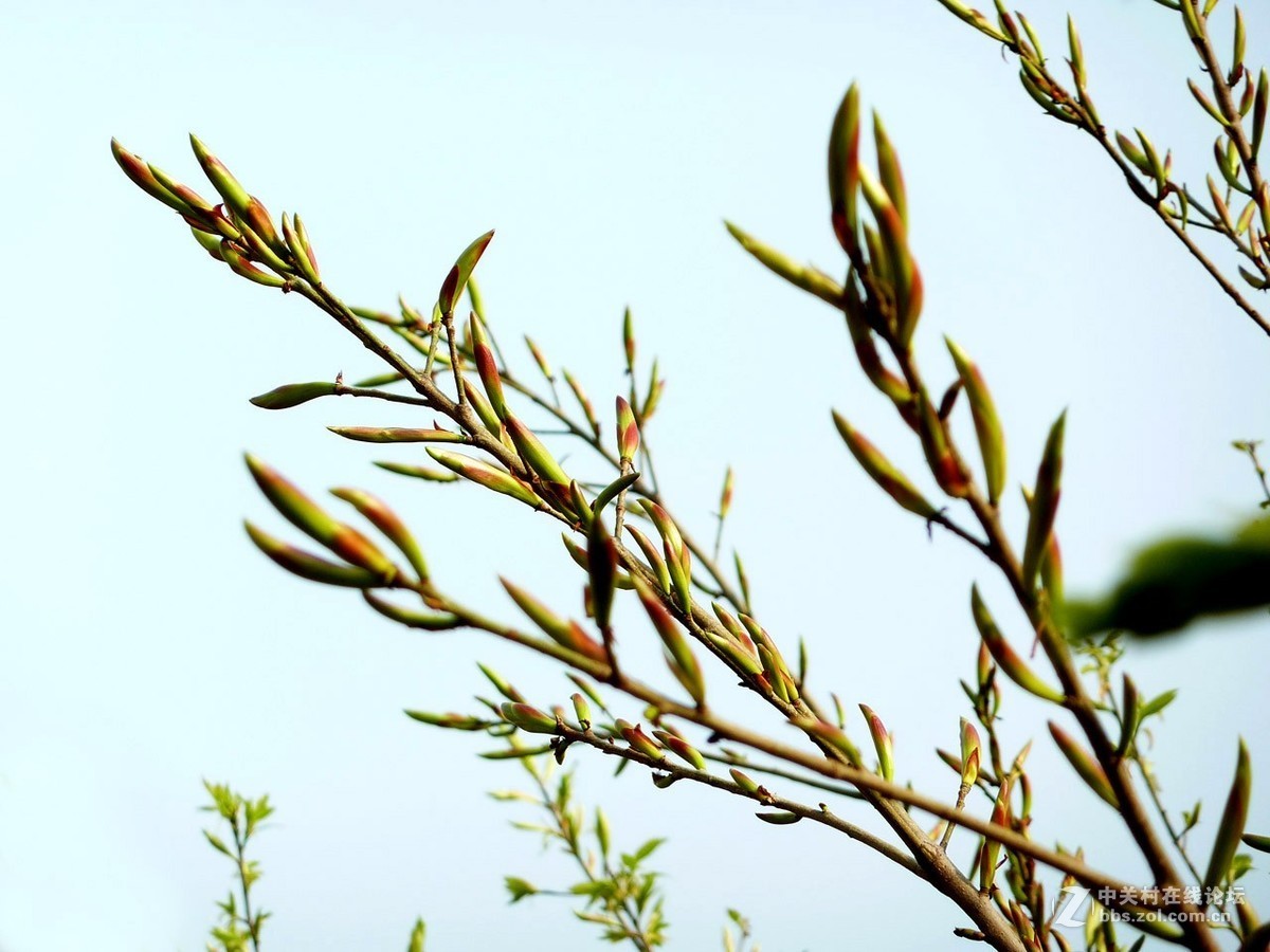 zs7退役专集一（春芽）