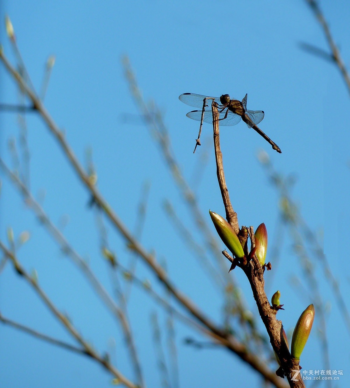 zs7退役专集一（春芽）