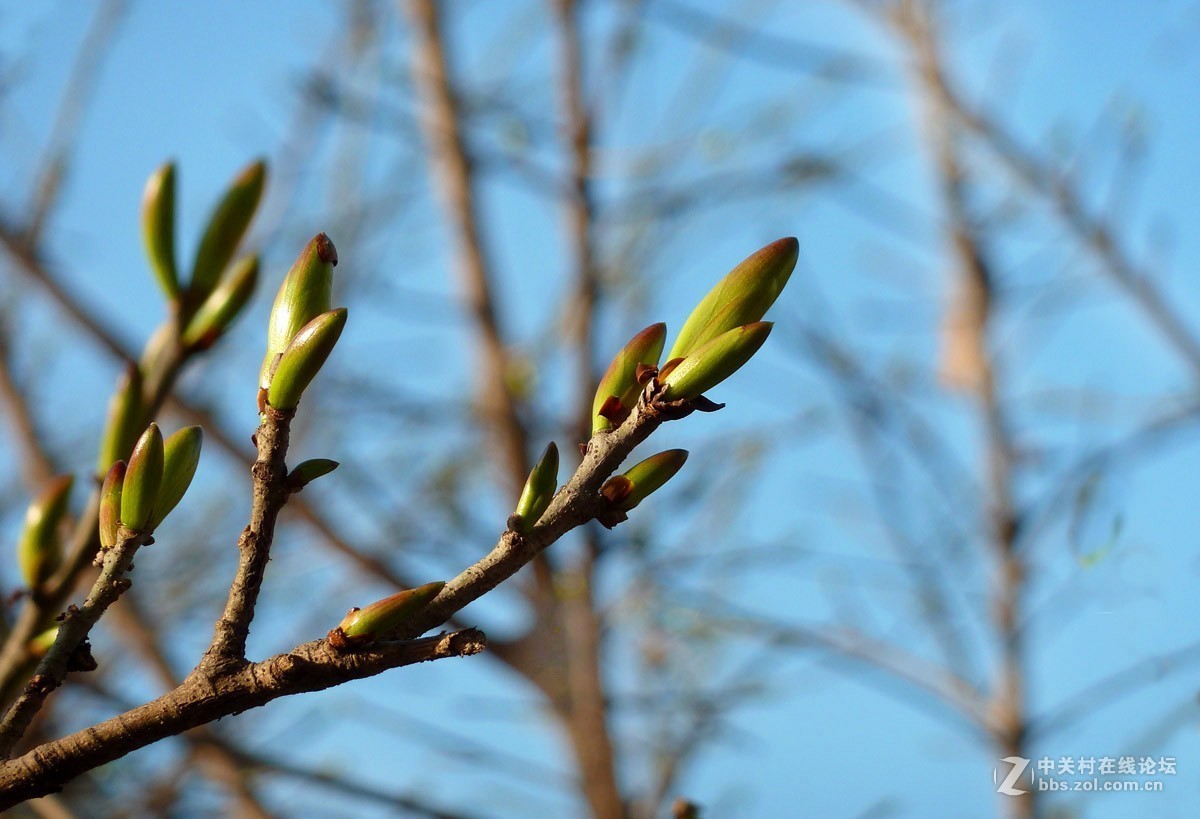 zs7退役专集一（春芽）