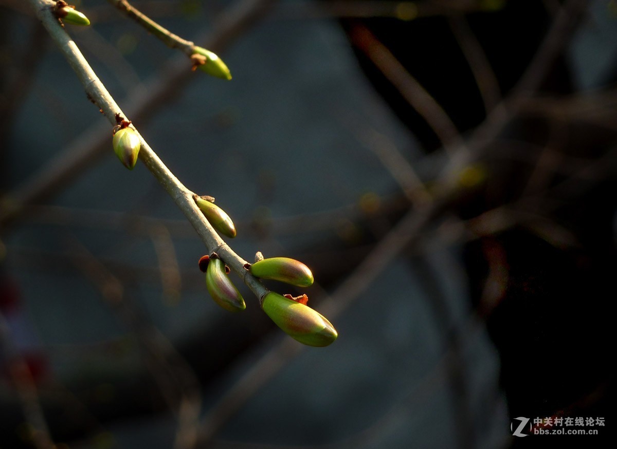 zs7退役专集一（春芽）