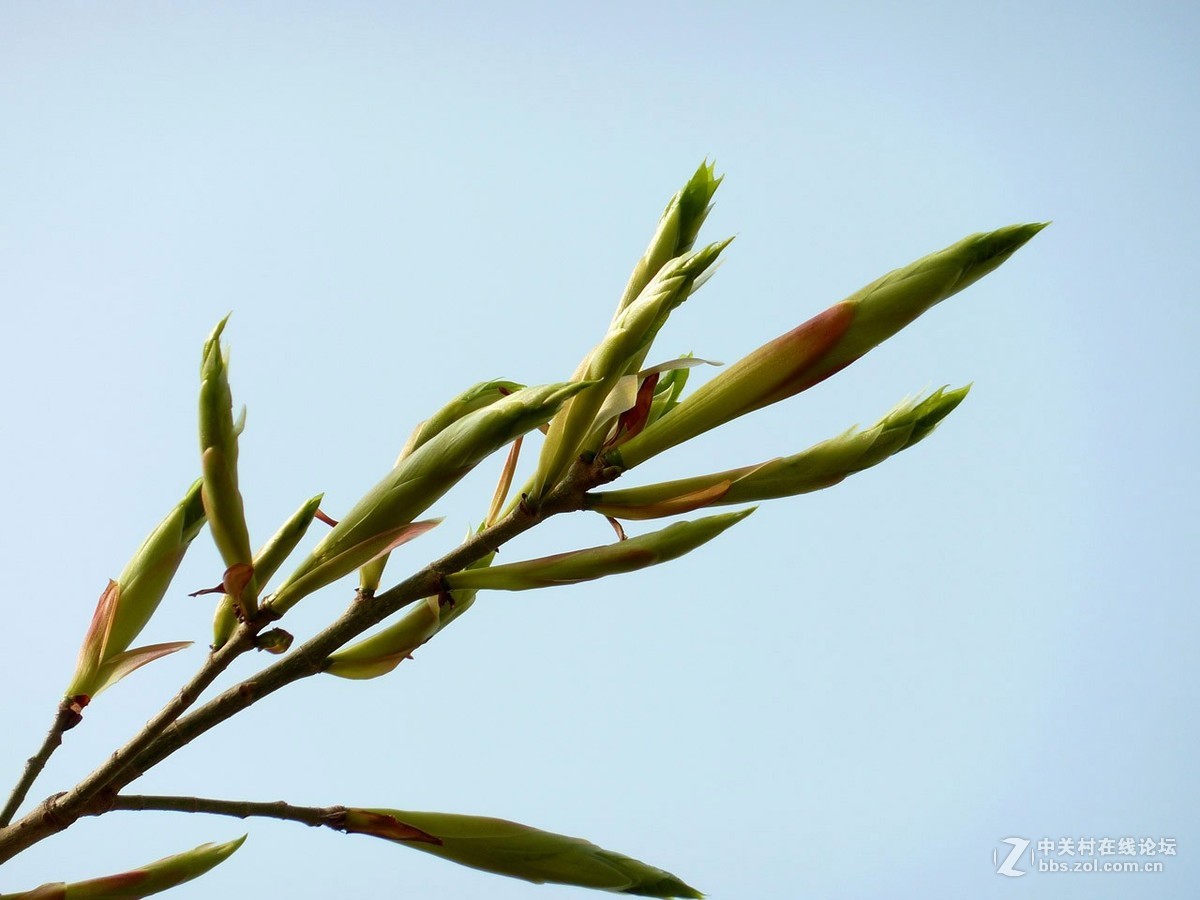 zs7退役专集一（春芽）