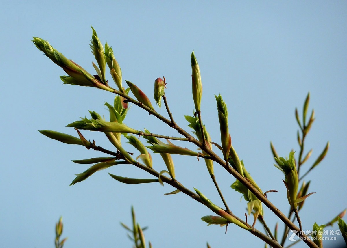 zs7退役专集一（春芽）