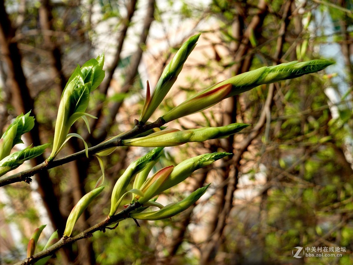 zs7退役专集一（春芽）