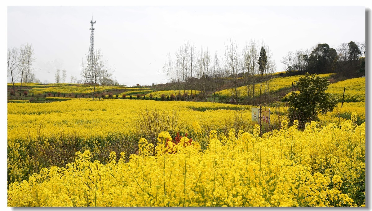 金色的花海(201967)——汉中油菜花节掠影-中关村在线摄影论坛