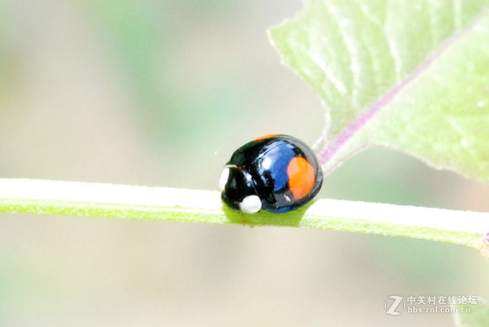 昆虫...........
