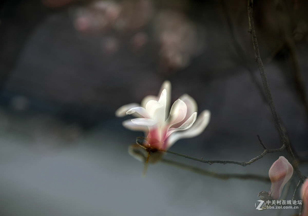 二次曝光玉兰