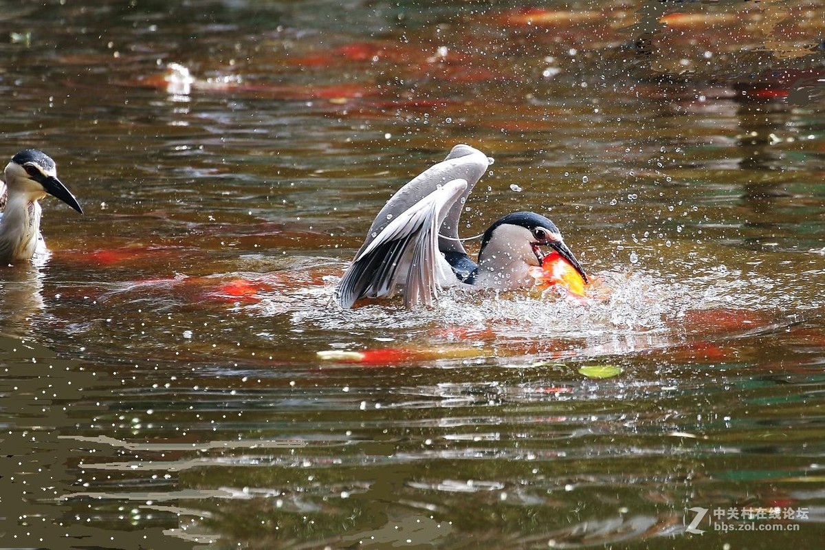 黑冠夜鹭生擒红锦鲤！