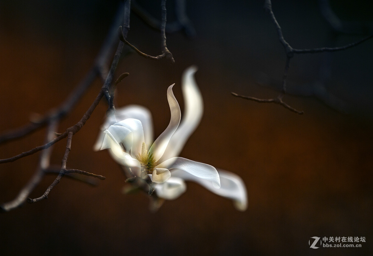 二次曝光玉兰