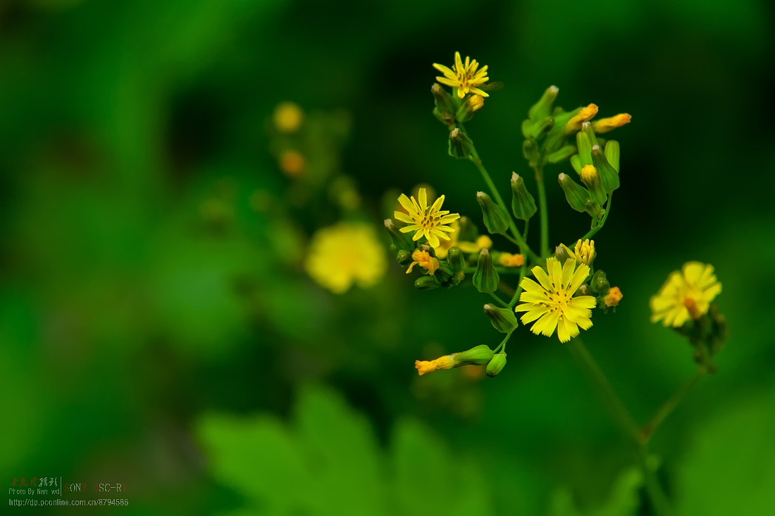 小草-中关村在线摄影论坛