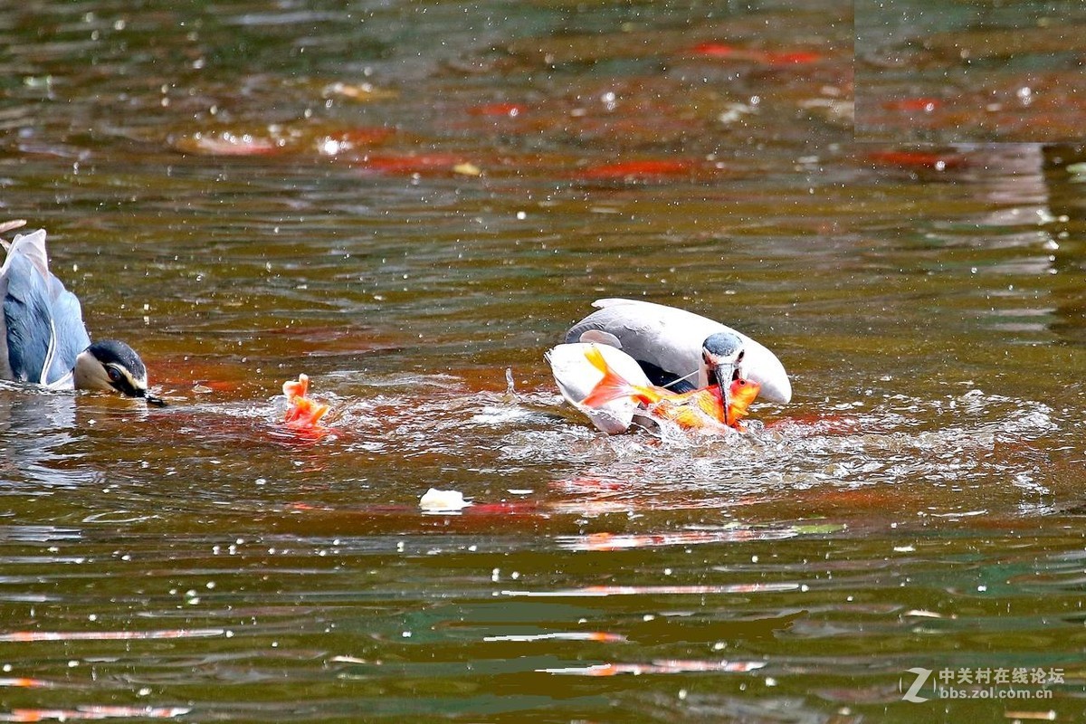 黑冠夜鹭生擒红锦鲤！
