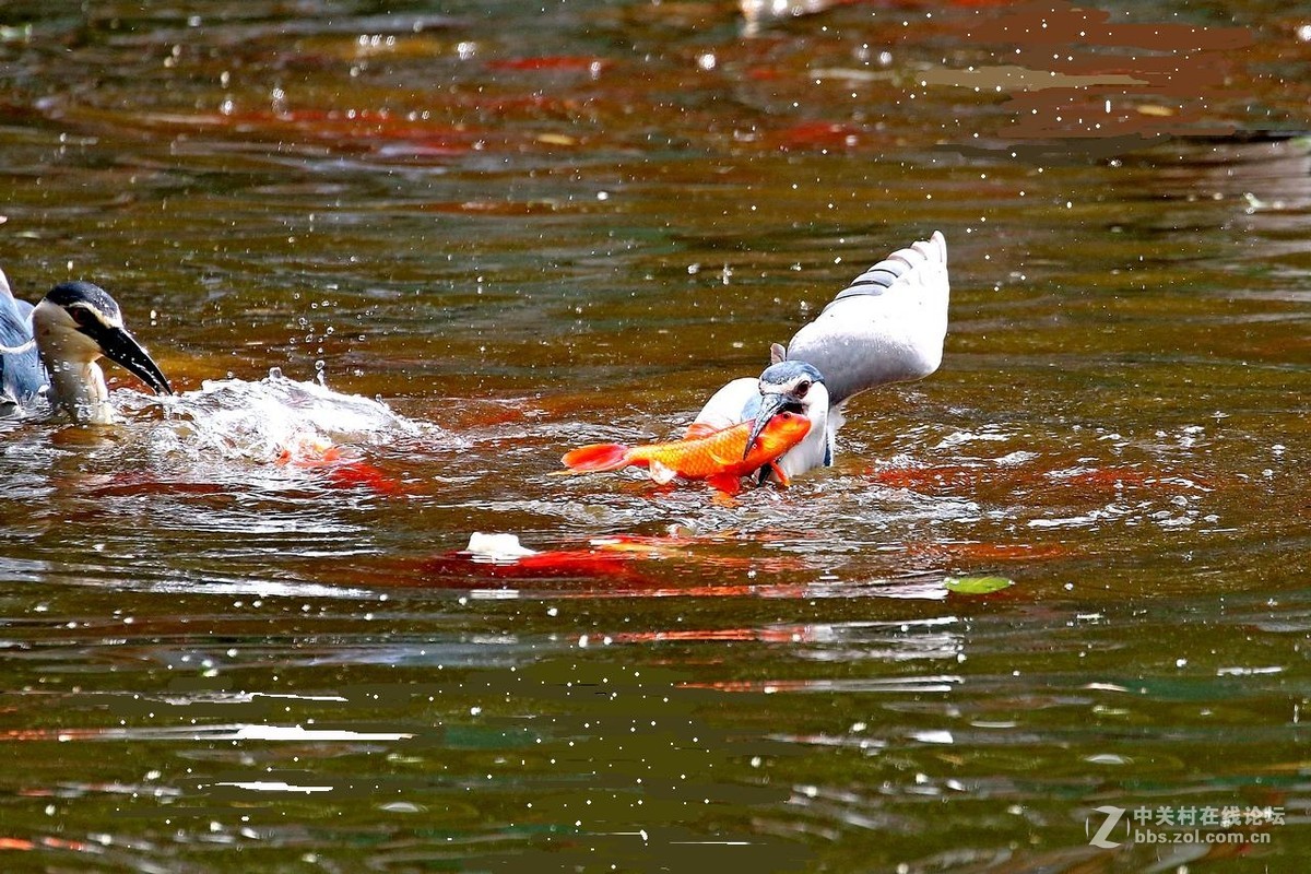 黑冠夜鹭生擒红锦鲤！