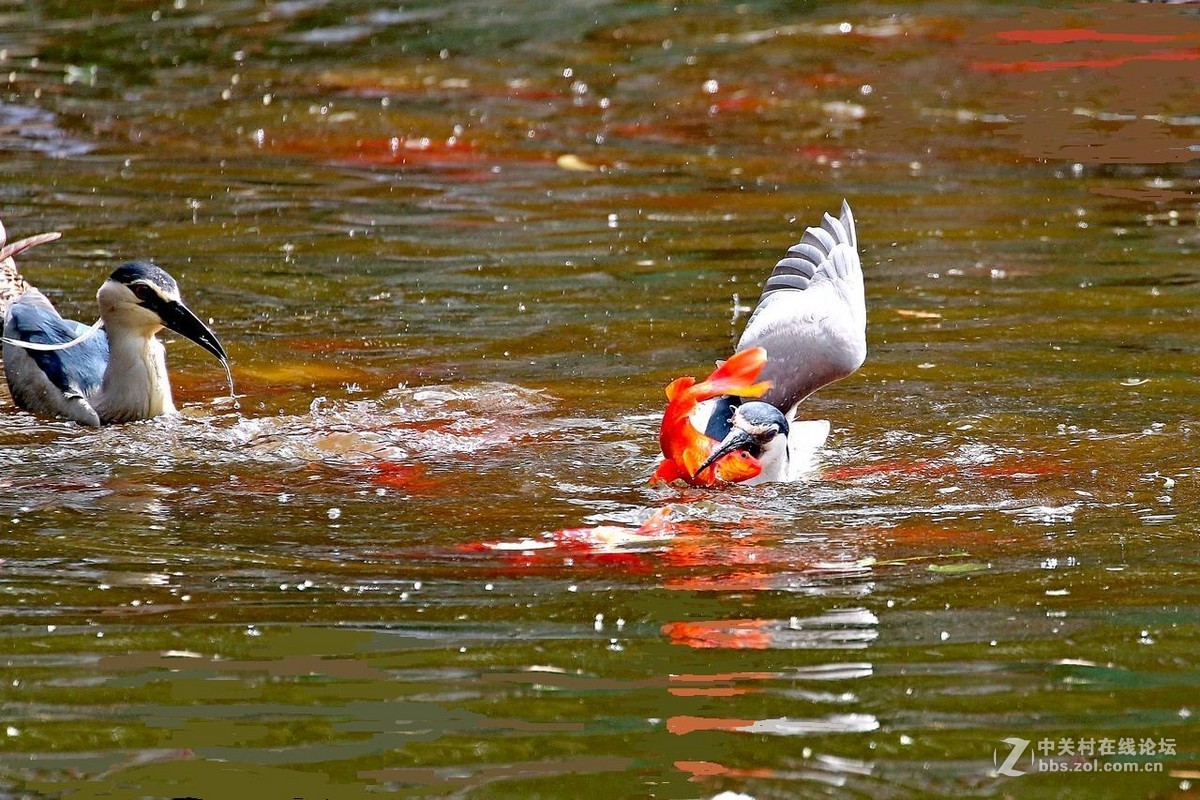 黑冠夜鹭生擒红锦鲤！