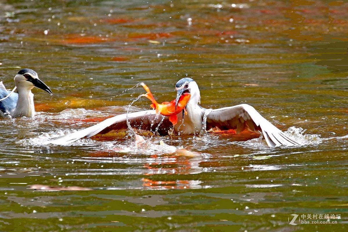 黑冠夜鹭生擒红锦鲤！
