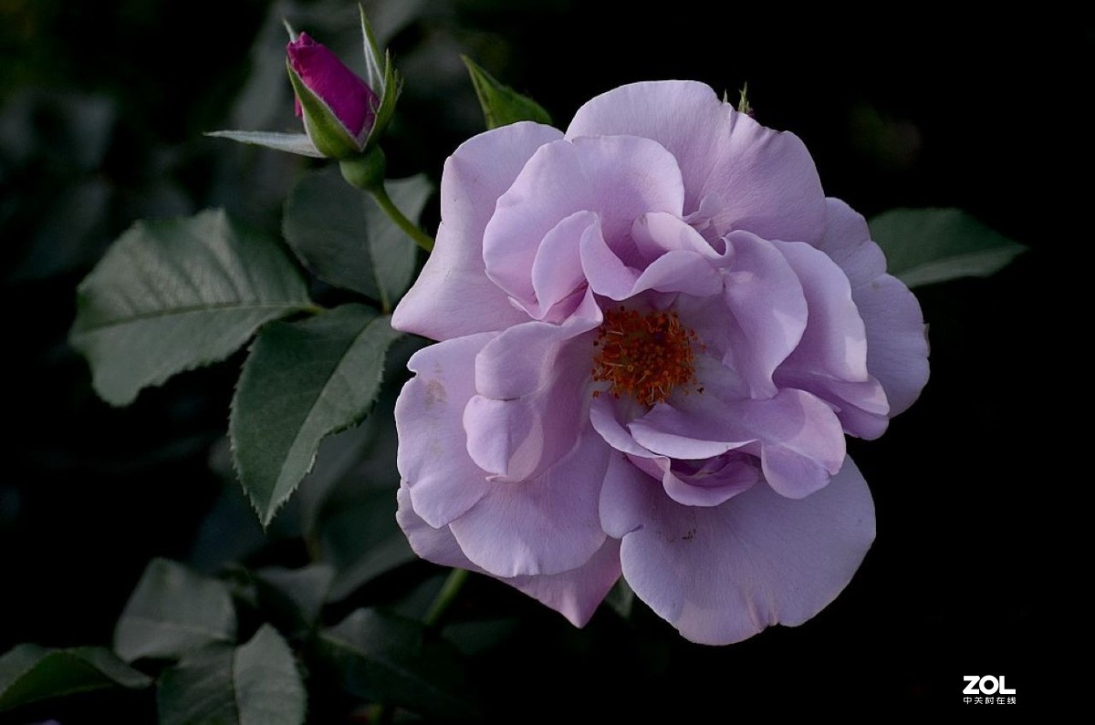 月 季 花 ---------。-中关村在线摄影论坛
