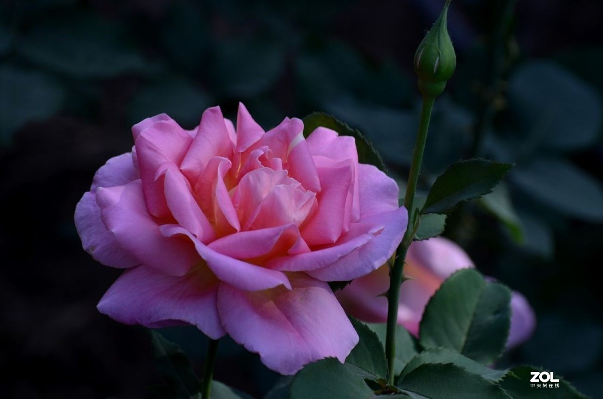 月 季 花 ---------。-中关村在线摄影论坛