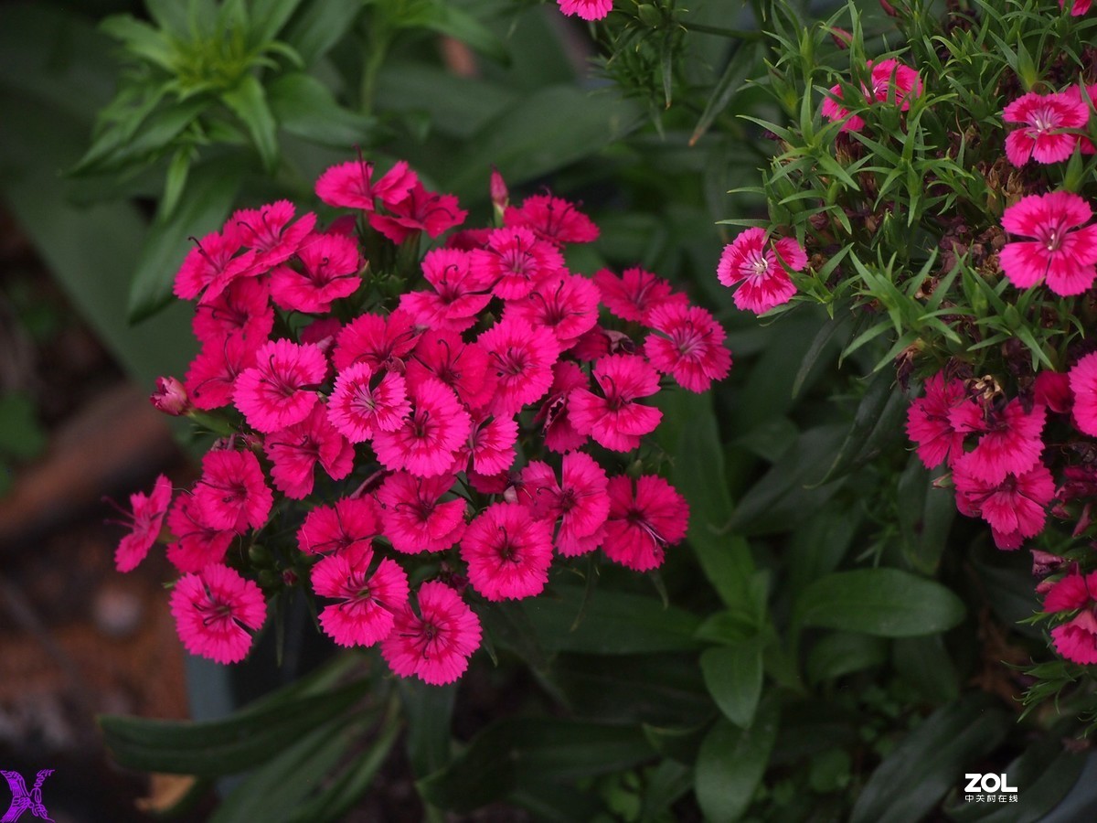 摄影论坛 地方俱乐部论坛 安阳论坛 石竹花器材:奥林巴