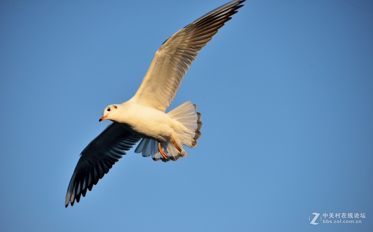 从容展翅好风流
