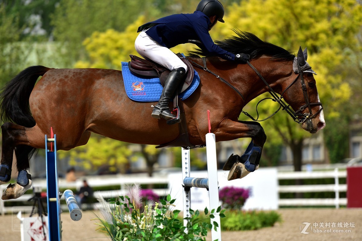 天星调良国际马术障碍大赛抓拍1