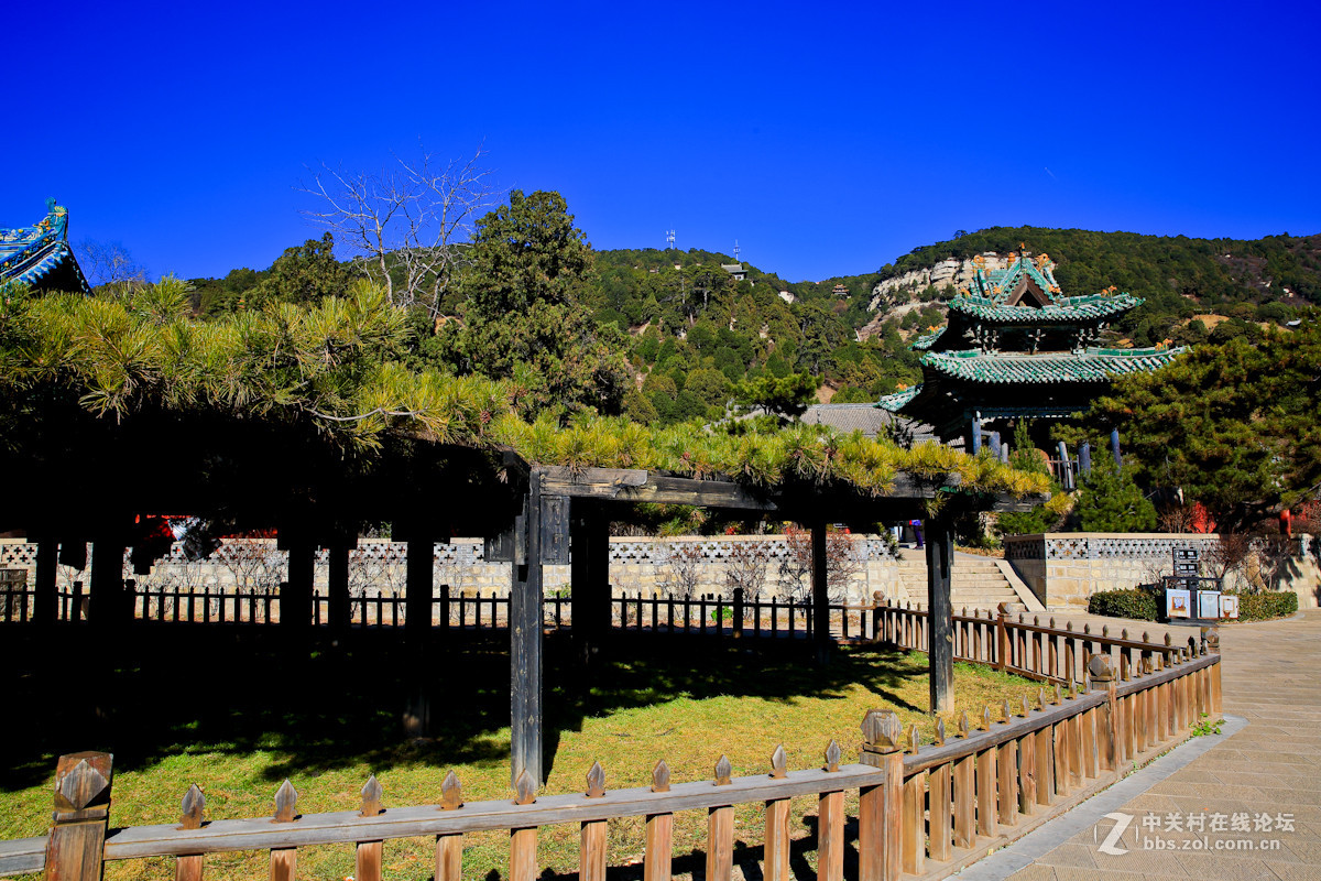 天龙山蟠龙松