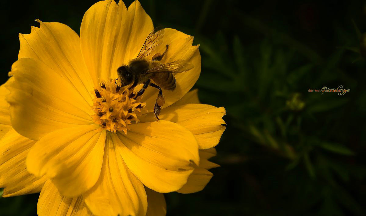老镜头——美能达的风采