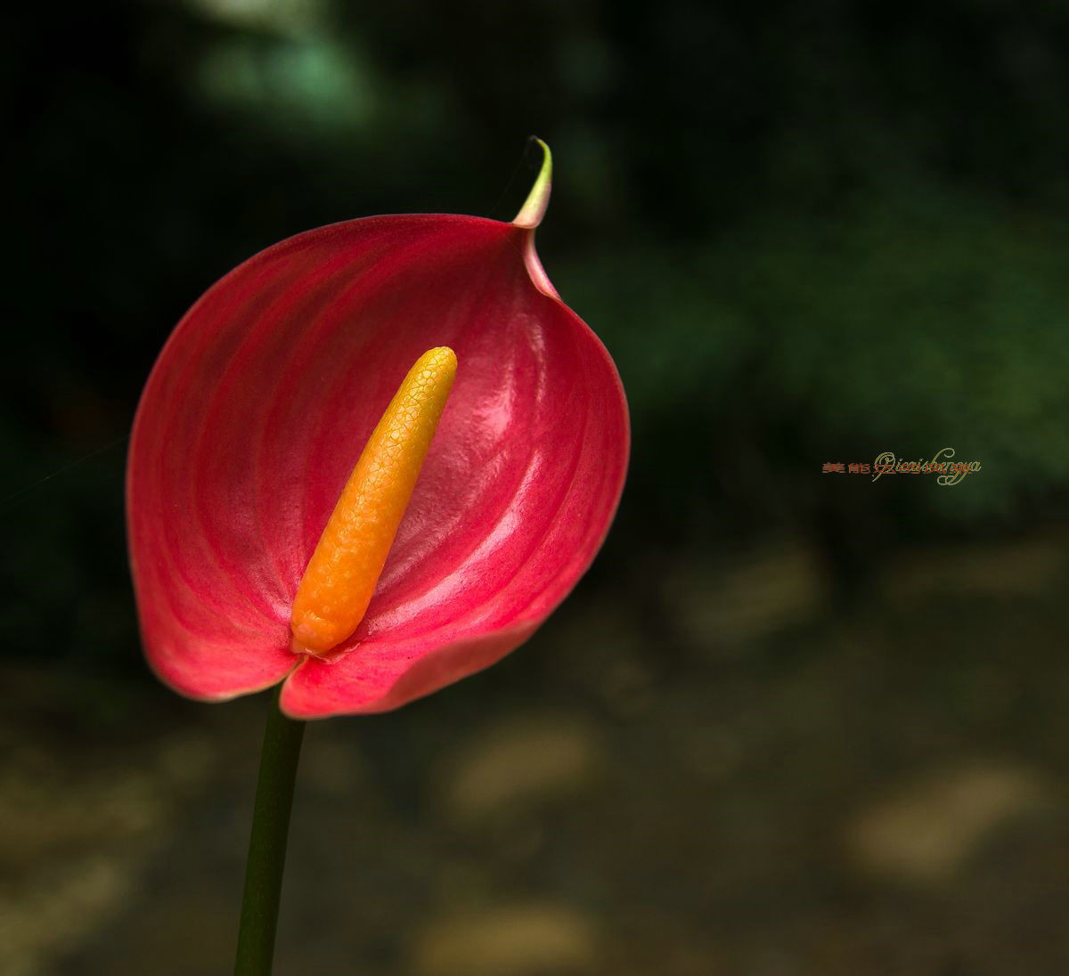 老镜头——美能达的风采